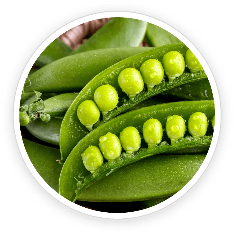 Pea Starch - DigestSync Ingredient